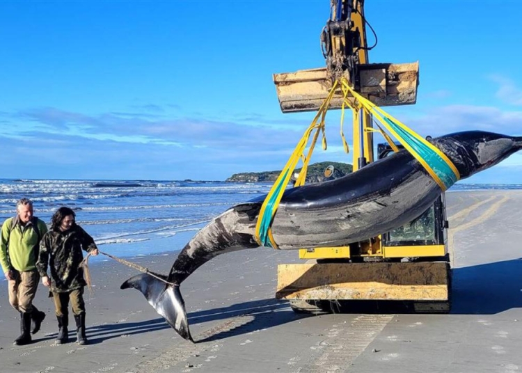 Dünyanın ‘en nadir’ balinası, Yeni Zelanda’da karaya vurdu 1 Dünyanın ‘en nadir’ balinası, Yeni Zelanda’da karaya vurdu