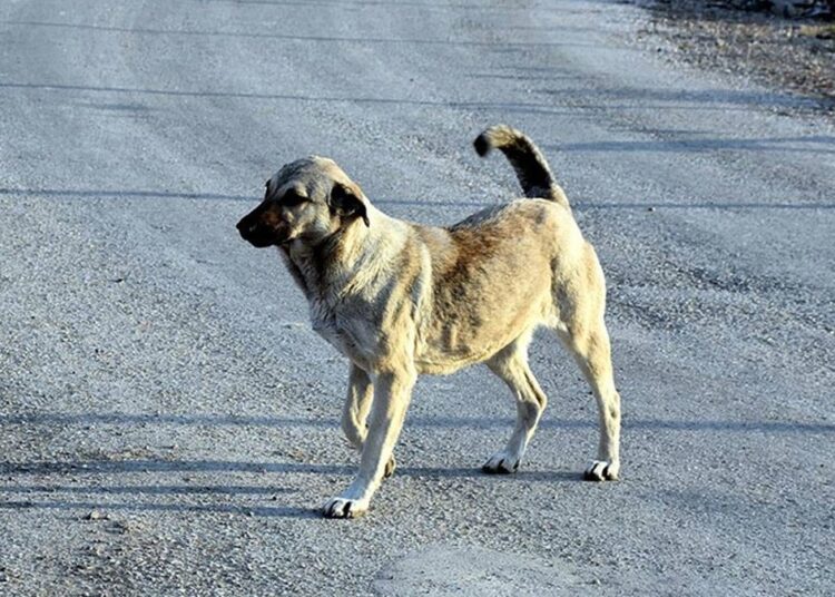 Ankara’da 15 köpek ölü bulundu 1 Ankara’da 15 köpek ölü bulundu