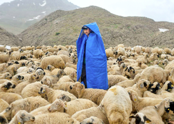 AK Parti hükümeti, “çoban istihdamı” için Afganistan ile görüşüyor
