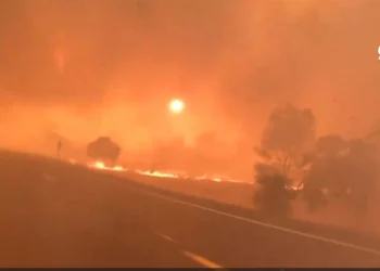 California tarihinin en büyük 6. yangını: Yüzlerce dönüm orman kül oldu