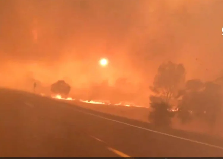 California tarihinin en büyük 6. yangını: Yüzlerce dönüm orman kül oldu