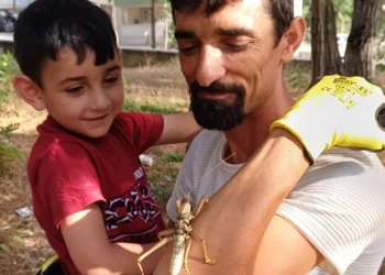 Korku saçan etçil dev çekirgeler Türkiye’ye geri döndü