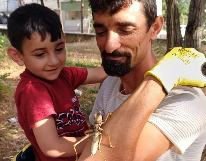 Korku saçan etçil dev çekirgeler Türkiye’ye geri döndü