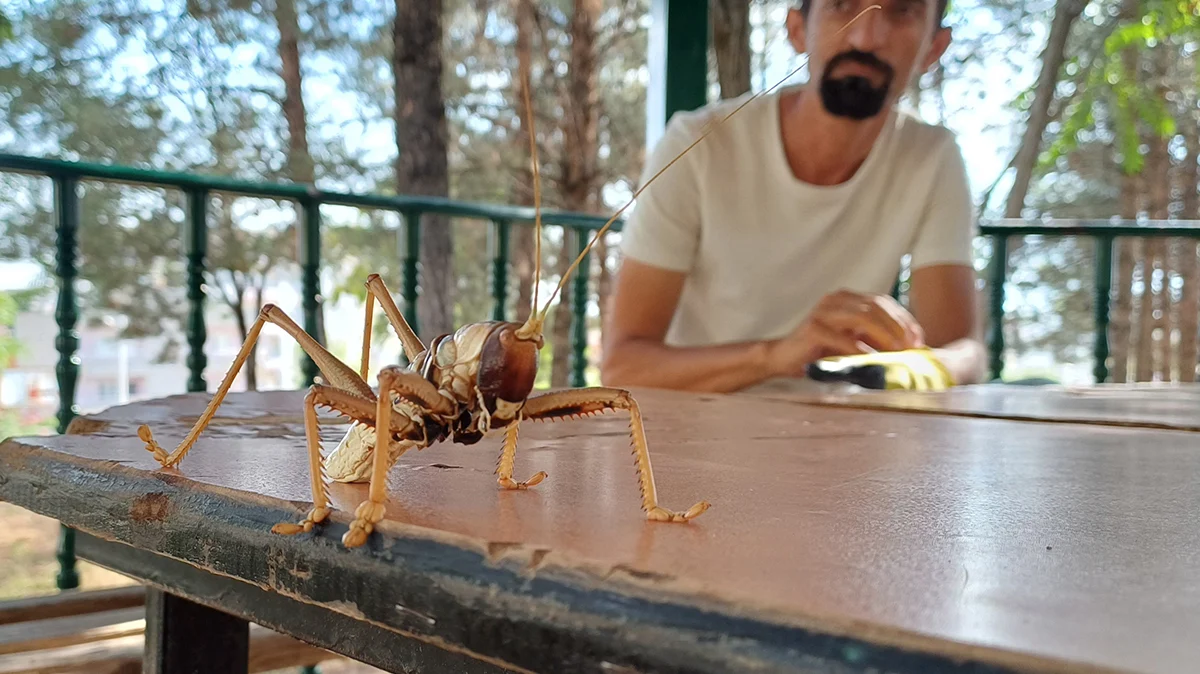 Korku saçan etçil dev çekirgeler Türkiye'ye geri döndü