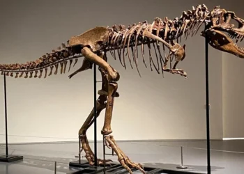 Şimdiye kadarki ‘en pahalı’ dinozor fosili açık artırmada satıldı