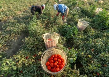 Üretici mağdur oldu: Domatesin fiyatı tarlada 2 lira