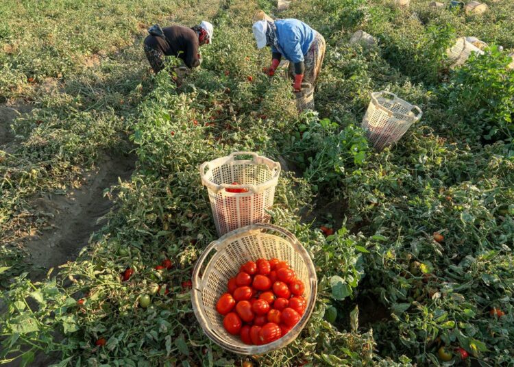 Üretici mağdur oldu: Domatesin fiyatı tarlada 2 lira