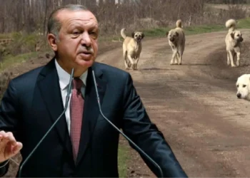 Yandaş Ersoy Dede, yasaya tepkili: Erdoğan’ı tarihe ‘köpekleri öldüren lider’ olarak mı geçirmeye çalışıyorsunuz? 6 Yandaş Ersoy Dede, yasaya tepkili: Erdoğan’ı tarihe ‘köpekleri öldüren lider’ olarak mı geçirmeye çalışıyorsunuz?