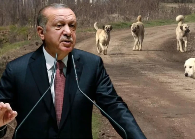 Yandaş Ersoy Dede, yasaya tepkili: Erdoğan’ı tarihe ‘köpekleri öldüren lider’ olarak mı geçirmeye çalışıyorsunuz? 1 Yandaş Ersoy Dede, yasaya tepkili: Erdoğan’ı tarihe ‘köpekleri öldüren lider’ olarak mı geçirmeye çalışıyorsunuz?