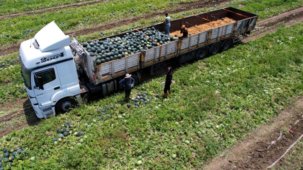 Adana’nın çekirdeksiz karpuzları, Avrupa pazarında tuttu