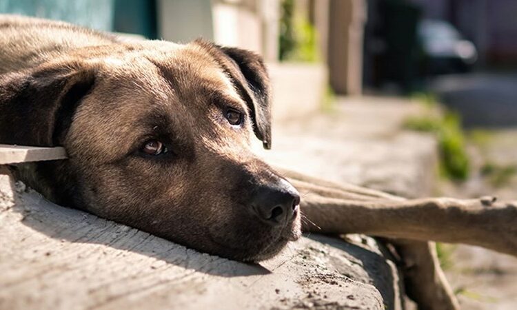 Mümtaz’er Türköne yazdı I Köpek hayvan mıdır?