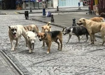 Başıboş köpek düzenlemesi bugün komisyonda görüşülecek