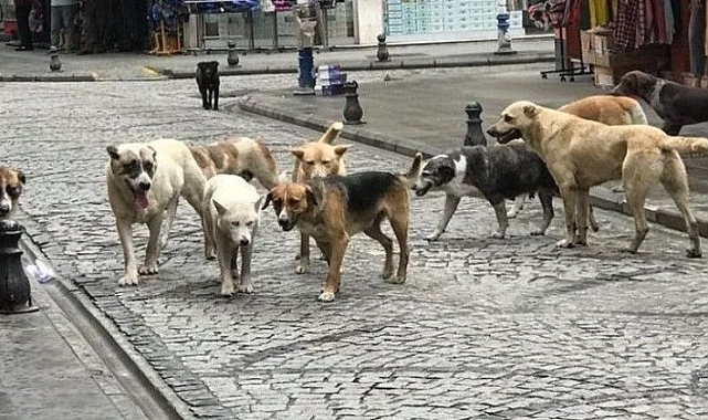 Başıboş köpek düzenlemesi bugün komisyonda görüşülecek 1 Başıboş köpek düzenlemesi bugün komisyonda görüşülecek