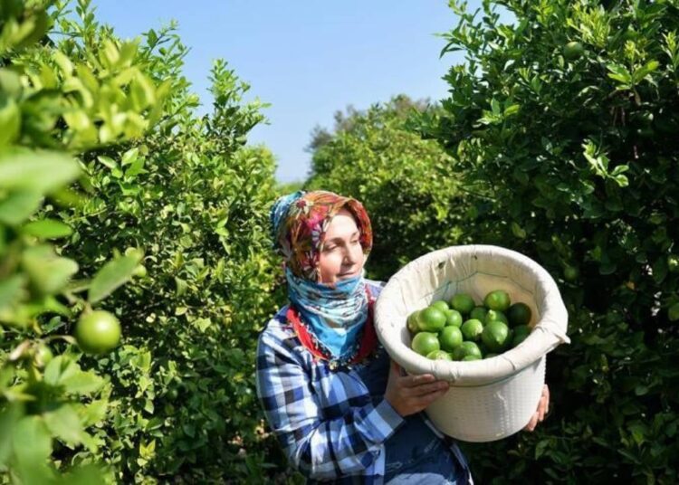 Limonda fahiş fiyatlar 40 gün daha sürecek 1 Limonda fahiş fiyatlar 40 gün daha sürecek