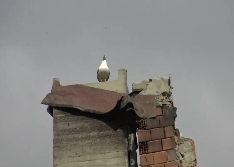 Bina yıkılırken çatıda fark edilen martı 12 saatte kurtarıldı