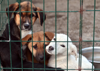 Meclis’te kritik gün: Sokak hayvanları yasası görüşmeleri, ziyaretçi yasağı gölgesinde başlıyor