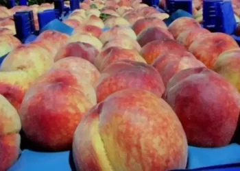 AB, Bursa şeftalisini tescilledi