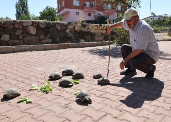 Acıgöl’ün ‘kaplumbağa terbiyecisi’ cami bahçesinde 30 kaplumbağa besliyor