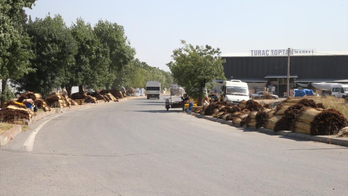 Kahramanmaraş'ta mevsimlik işçiler ‘çiğ’ mesaisinde 3 Kahramanmaraş'ta mevsimlik işçiler ‘çiğ’ mesaisinde