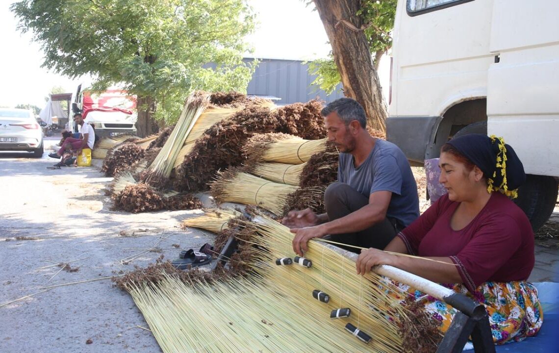Kahramanmaraş’ta mevsimlik işçiler ‘çiğ’ mesaisinde