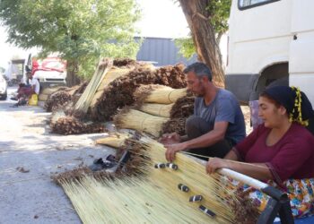 Kahramanmaraş’ta mevsimlik işçiler ‘çiğ’ mesaisinde