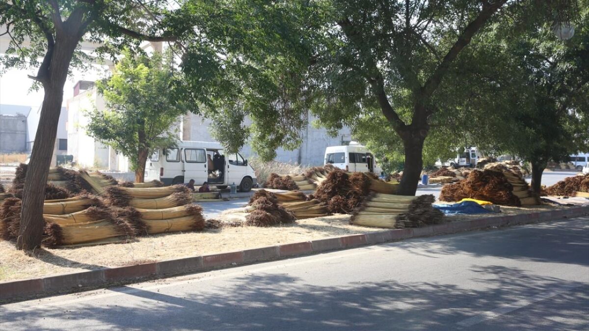 Kahramanmaraş'ta mevsimlik işçiler ‘çiğ’ mesaisinde 9 Kahramanmaraş'ta mevsimlik işçiler ‘çiğ’ mesaisinde