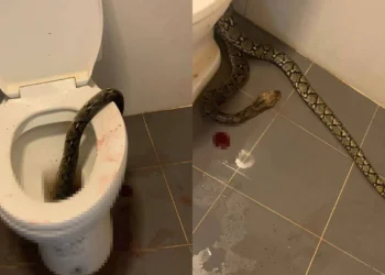 Evinde tuvaletini yaparken, piton yılanının saldırısına uğradı