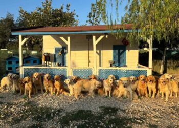 İngiltere’de bir yardım kuruluşu, Türkiye’deki köpekleri “kurtarmak” için proje başlatıyor