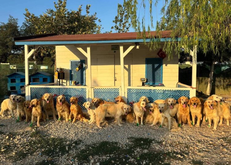 İngiltere'de bir yardım kuruluşu, Türkiye'deki köpekleri “kurtarmak” için proje başlatıyor 1 İngiltere’de bir yardım kuruluşu, Türkiye’deki köpekleri “kurtarmak” için proje başlatıyor