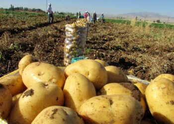 Çiftçi eylemleri büyüyor: Bu kez patates üreticileri toplanacak