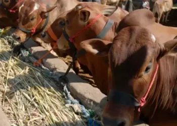 Et ithalatı rekor kırdı; 4 kat artış