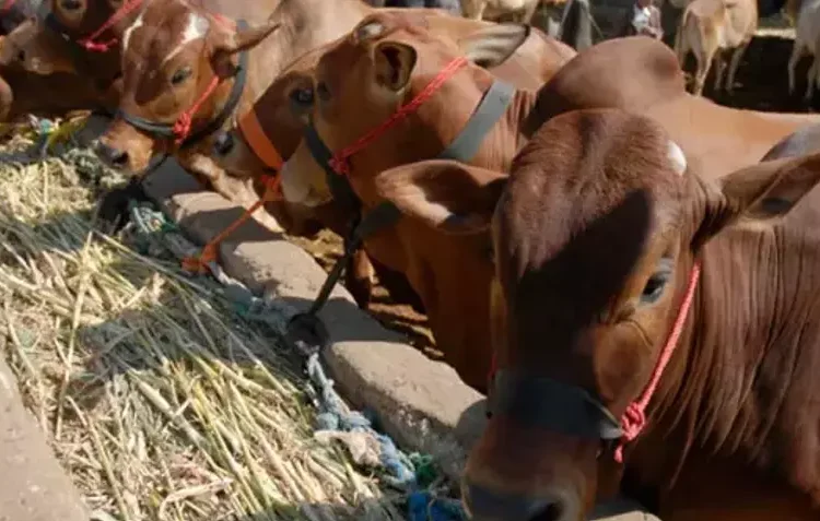 Et ithalatı rekor kırdı; 4 kat artış