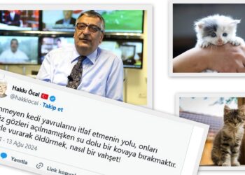 Hakkı Öcal: Yavru kedileri su dolu kovaya koyup öldürelim!
