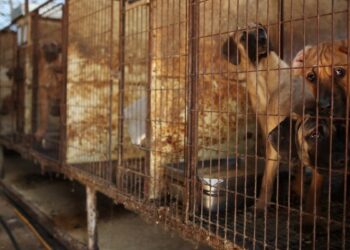 Güney Kore’de köpek eti yemek resmen yasaklandı