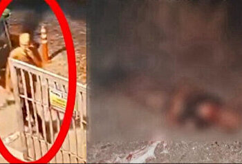 Fatih’te sahipsiz köpekler bir vatandaşı parçalayarak öldürdü