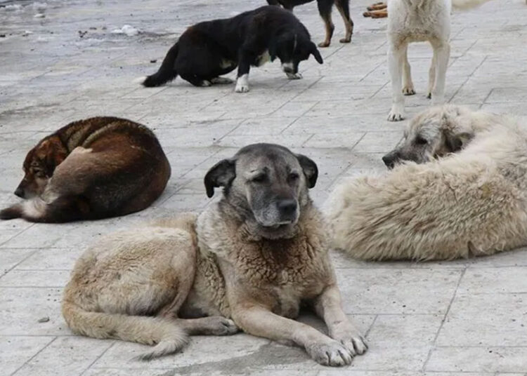 Sokak hayvanları için toplanan bağışları zimmetine geçiren 10 kişi tutuklandı 1 Sahipsiz köpeğin ısırdığı İrlandalı turistten İBB’ye dava: Mahkeme savunma istedi