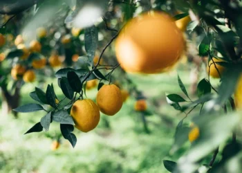 Haziran ayının zam şampiyonu limon oldu