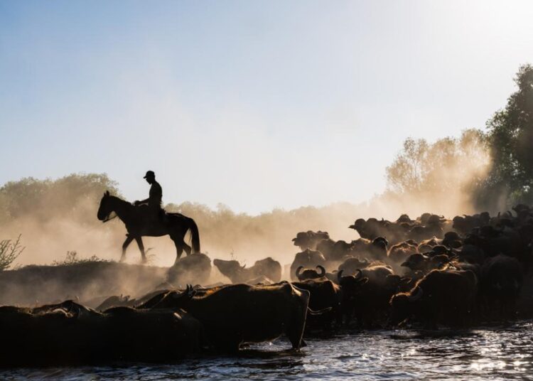 Mandaların banyo keyfi!
