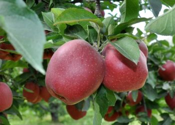 Elmada ‘kalıntı’ uyarısı: 47 üreticiye ceza uygulandı