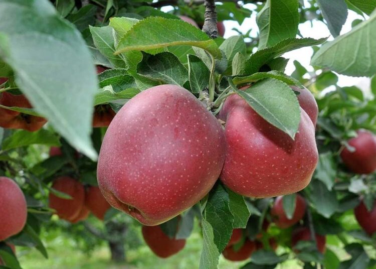 Elmada ‘kalıntı’ uyarısı: 47 üreticiye ceza uygulandı
