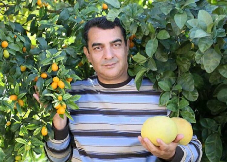 Limon gibi görünen bu meyve, ağaç kavunu! 1 Limon gibi görünen bu meyve, ağaç kavunu!