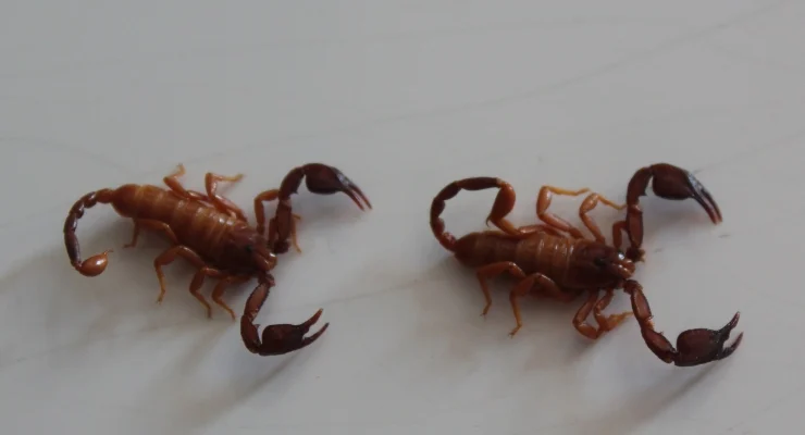 Türk profesör, keşfettiği akrep türüne eşinin ismini verdi 2 Türk profesör, keşfettiği akrep türüne eşinin ismini verdi