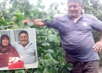 Yaban domuzu fındık bahçesinde çalışan evli çifte saldırdı! Kocanın durumu ağır