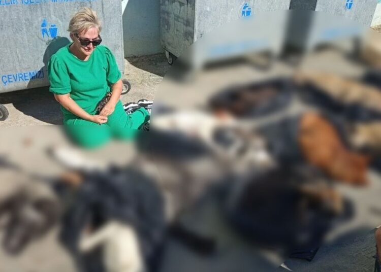 Gebze Belediyesi'ne ait barınakta hayvanlar katledildi: Adli ve idari soruşturma başlatıldı 1 Gebze Belediyesi’ne ait barınakta hayvanlar katledildi: Adli ve idari soruşturma başlatıldı
