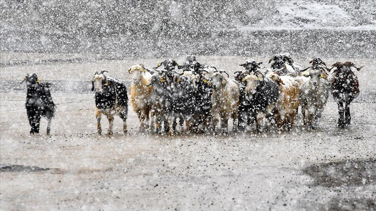 Kars'a mevsimin ilk karı düştü 6 Kars'a mevsimin ilk karı düştü