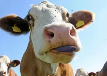 Adana’da ‘mavi dil’ salgını: Bir mahalle karantina altına alındı