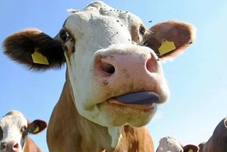 Adana’da ‘mavi dil’ salgını: Bir mahalle karantina altına alındı