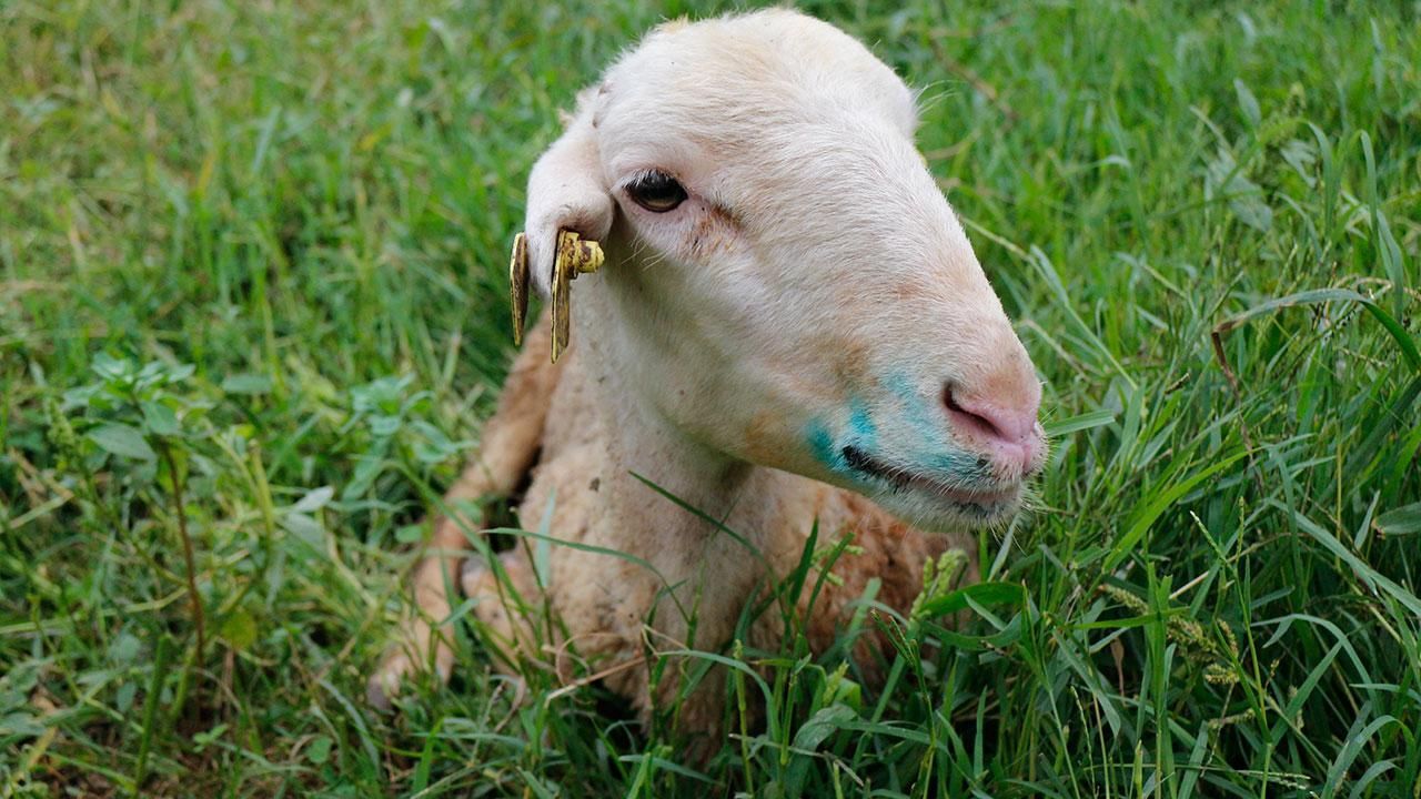 Adana’da ‘mavi dil’ salgını: Bir mahalle karantina altına alındı