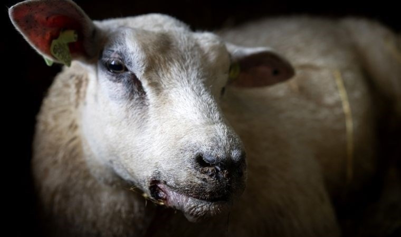 Adana’da ‘mavi dil’ salgını: Bir mahalle karantina altına alındı