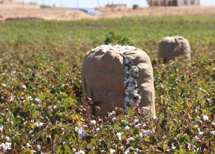 Şanlıurfa pamuğu ‘coğrafi işaret’ olarak tescillendi